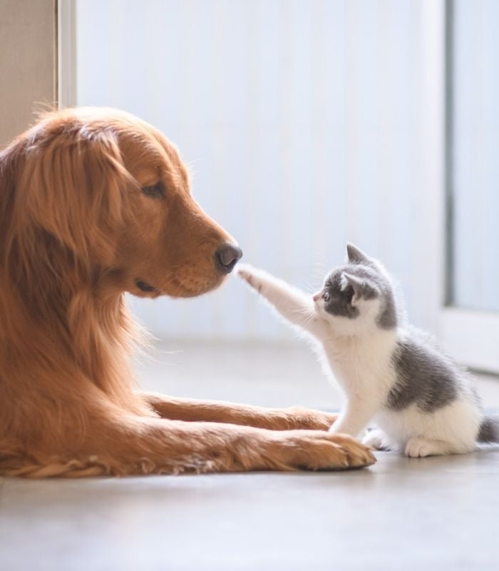 Pet Supplies